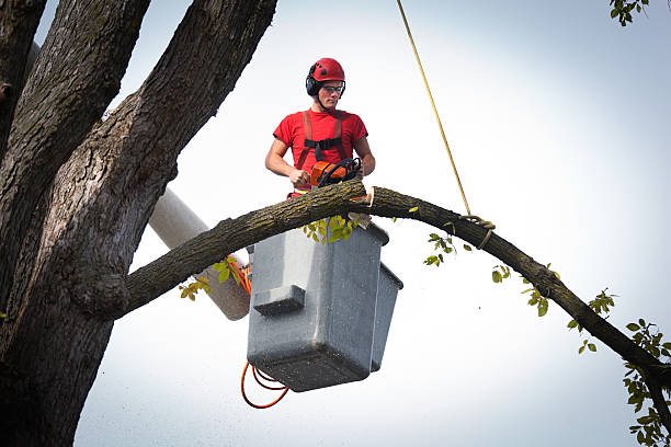 Reliable Sun City Center, FL Tree Care Services Solutions